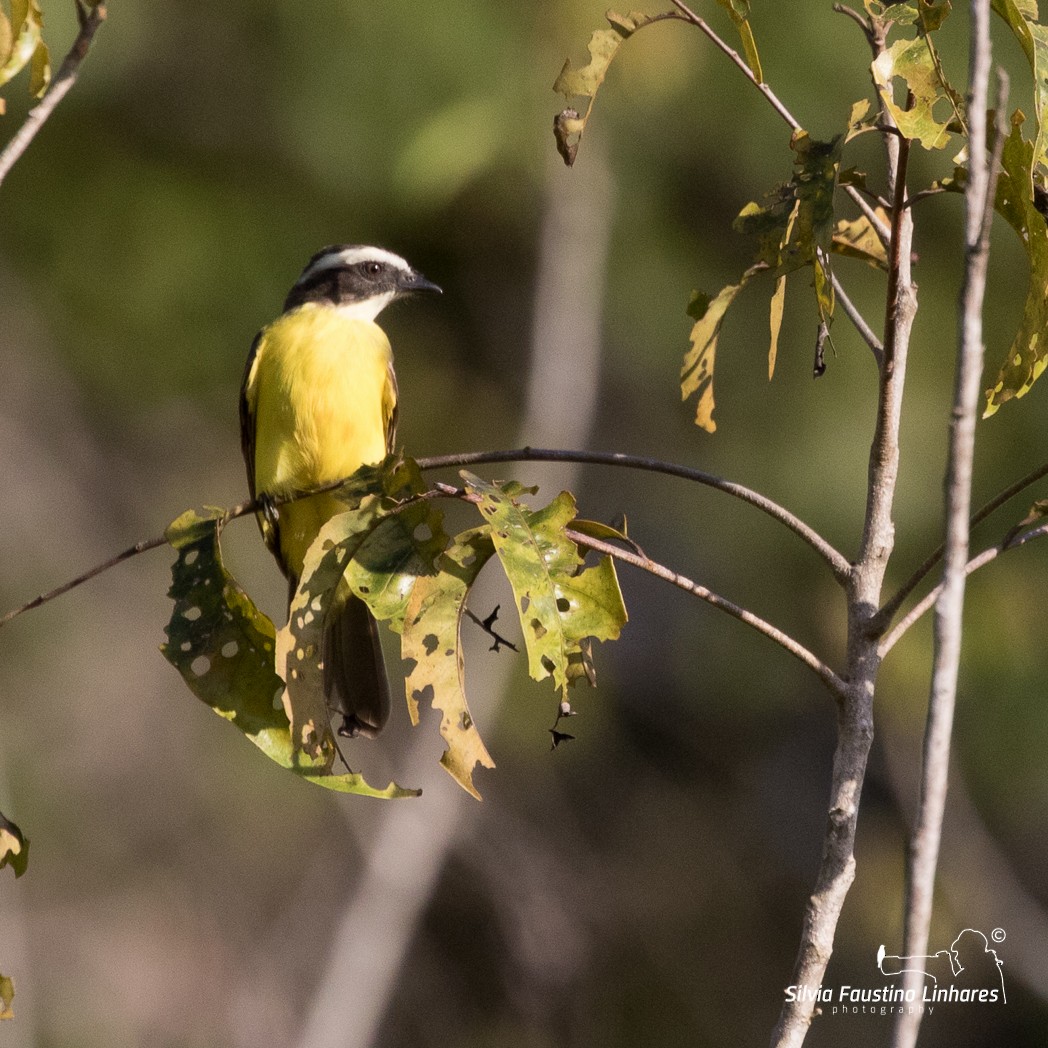 Rusty-margined Flycatcher - ML105213781