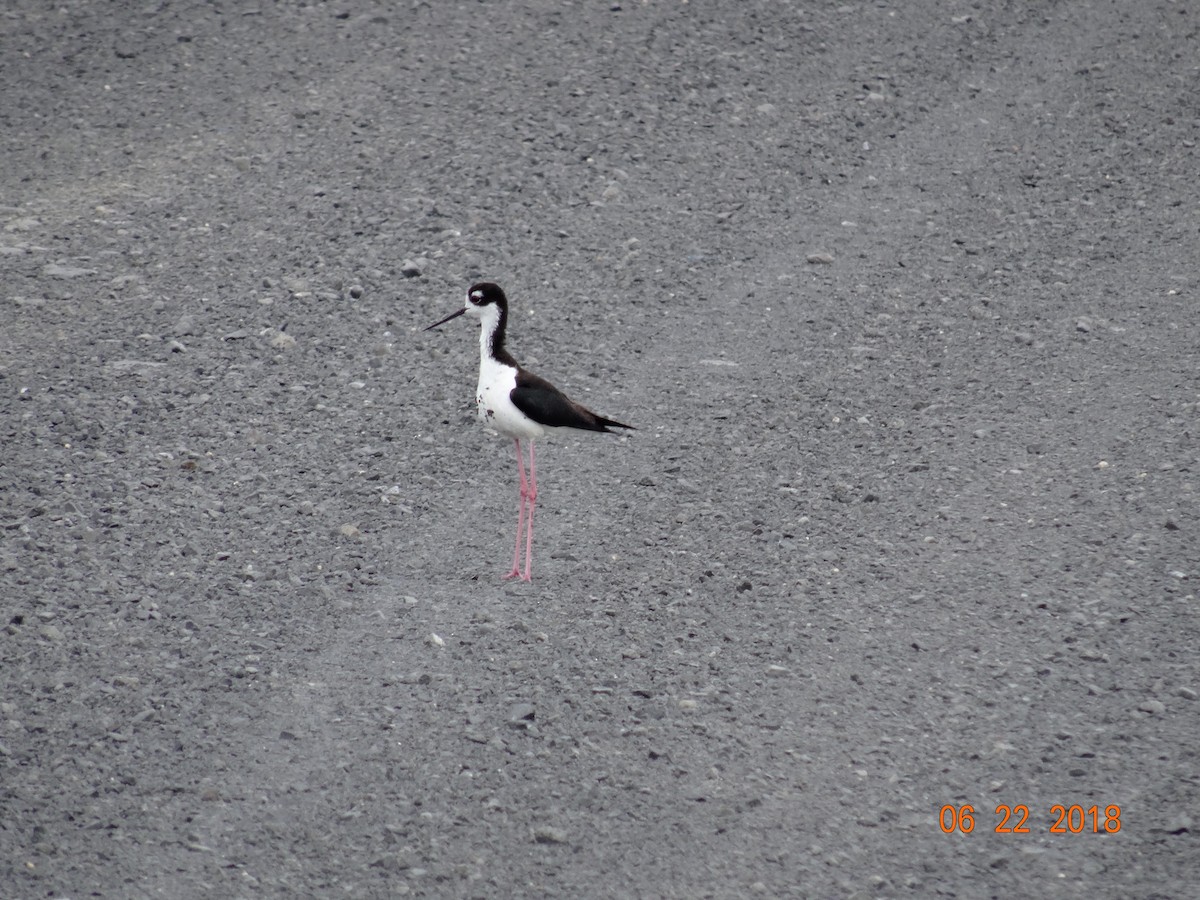 Black-necked Stilt - ML105216871