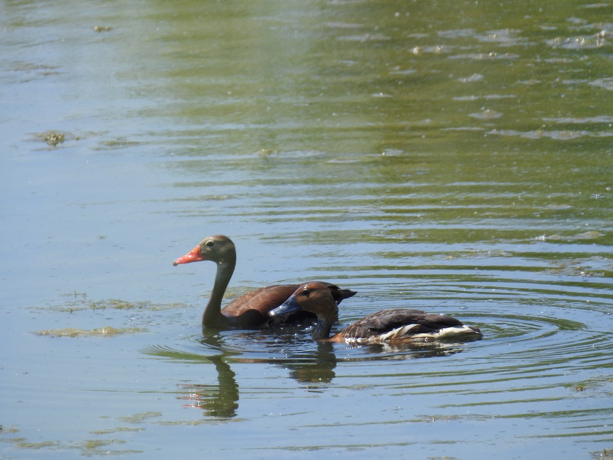 Fulvous Whistling-Duck - ML105218031