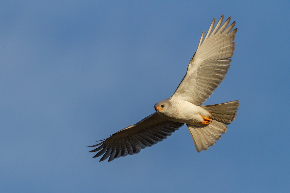 Gray Goshawk - ML105219181