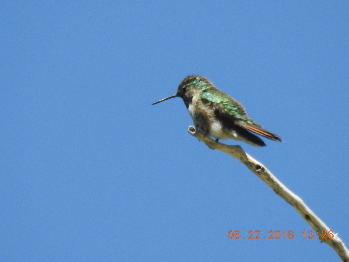 Broad-tailed Hummingbird - Sharon Forsyth