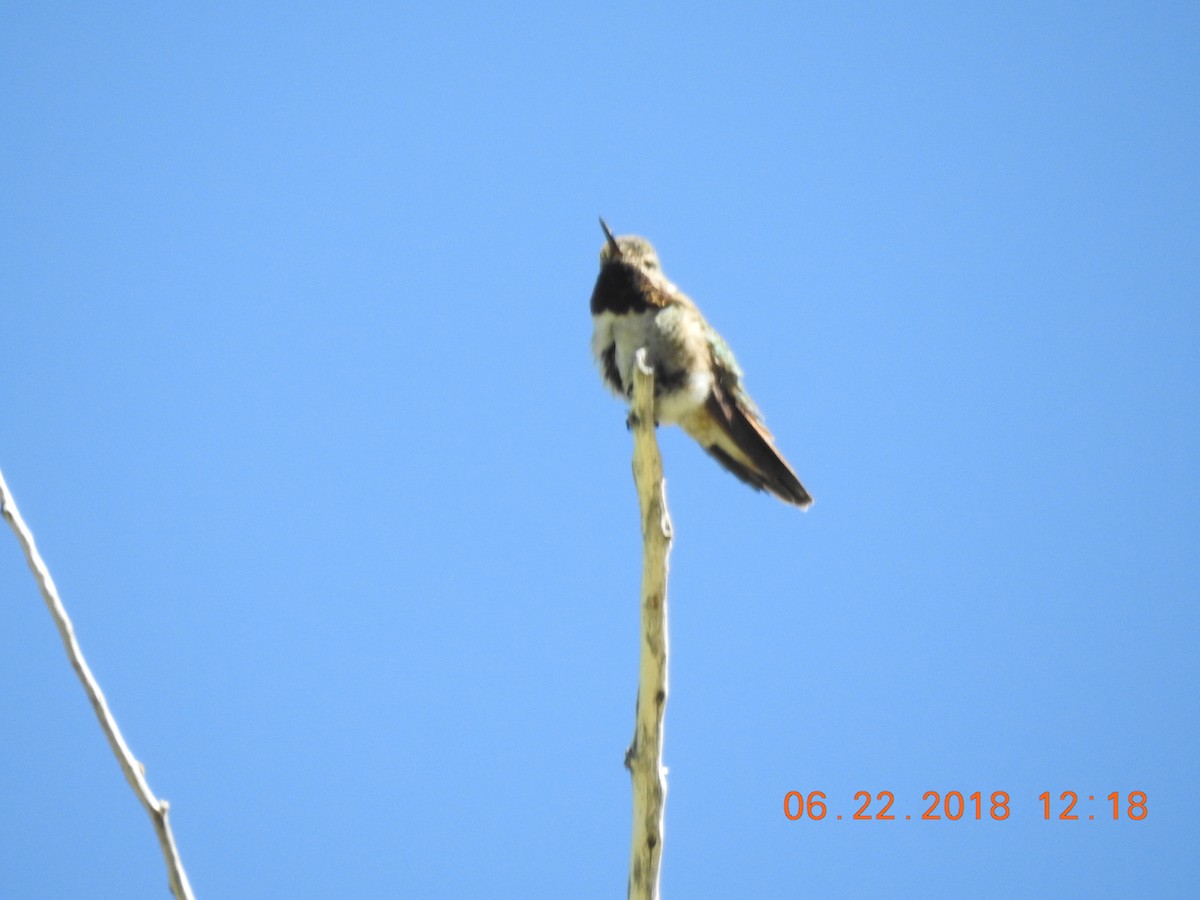 Broad-tailed Hummingbird - Sharon Forsyth