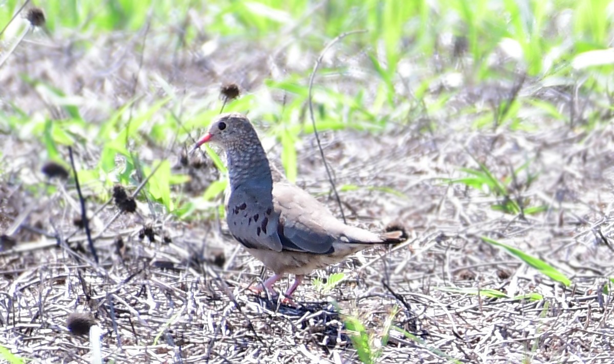 Common Ground Dove - ML105222801