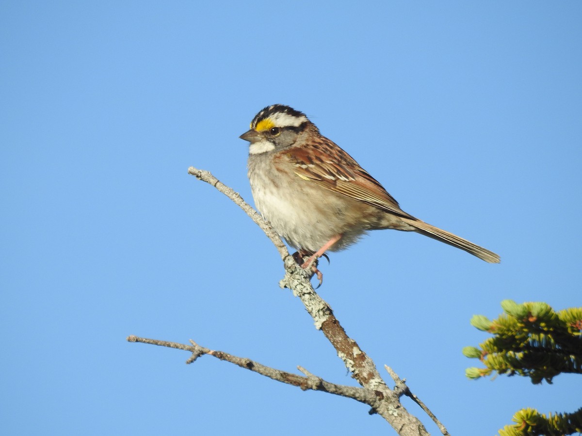 White-throated Sparrow - elwood bracey