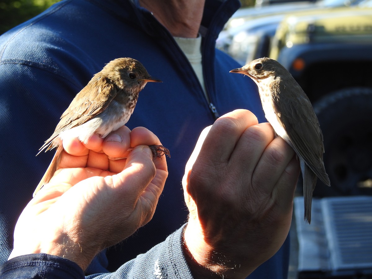 Bicknell's Thrush - ML105224961