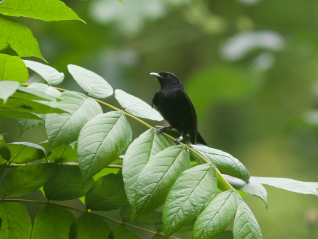 Tahiti Monarch - Gary Brunvoll