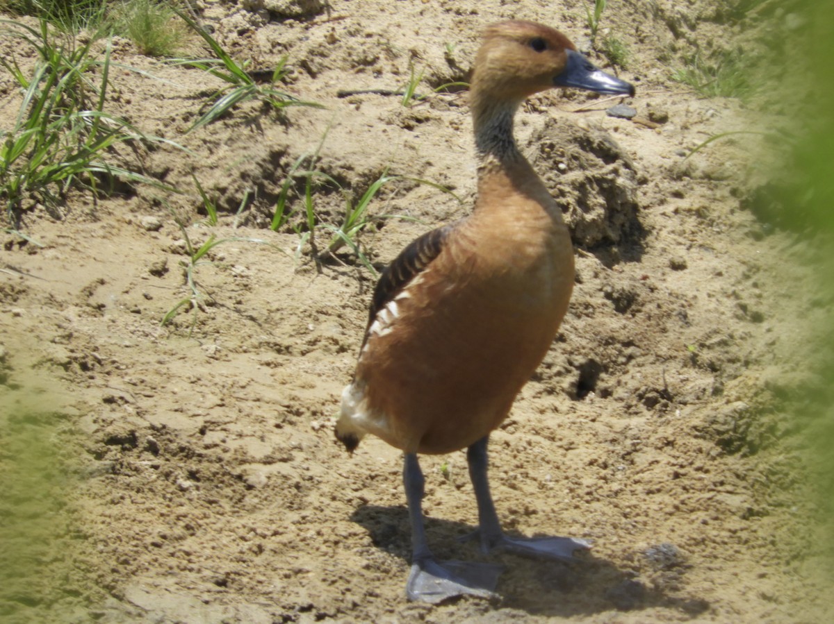Fulvous Whistling-Duck - ML105225431