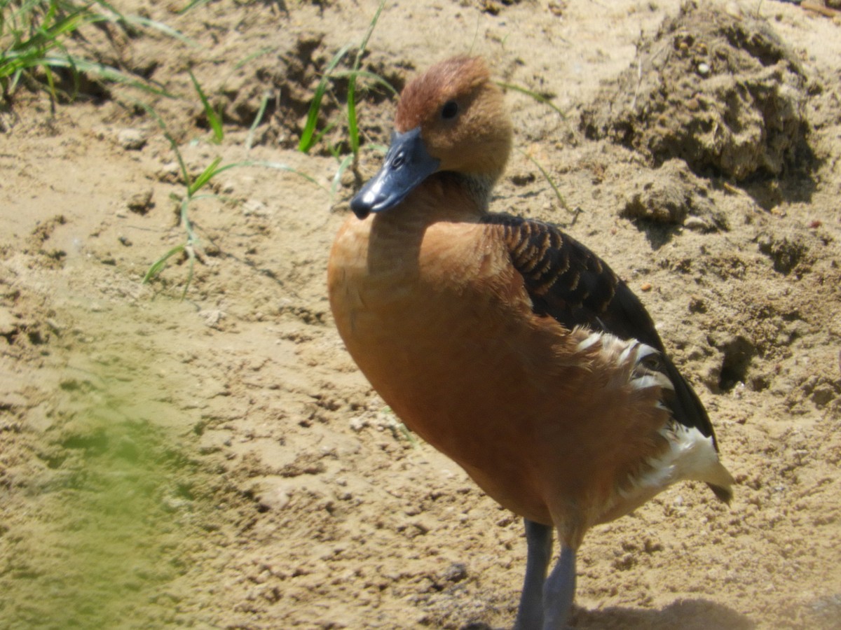 Fulvous Whistling-Duck - ML105225451