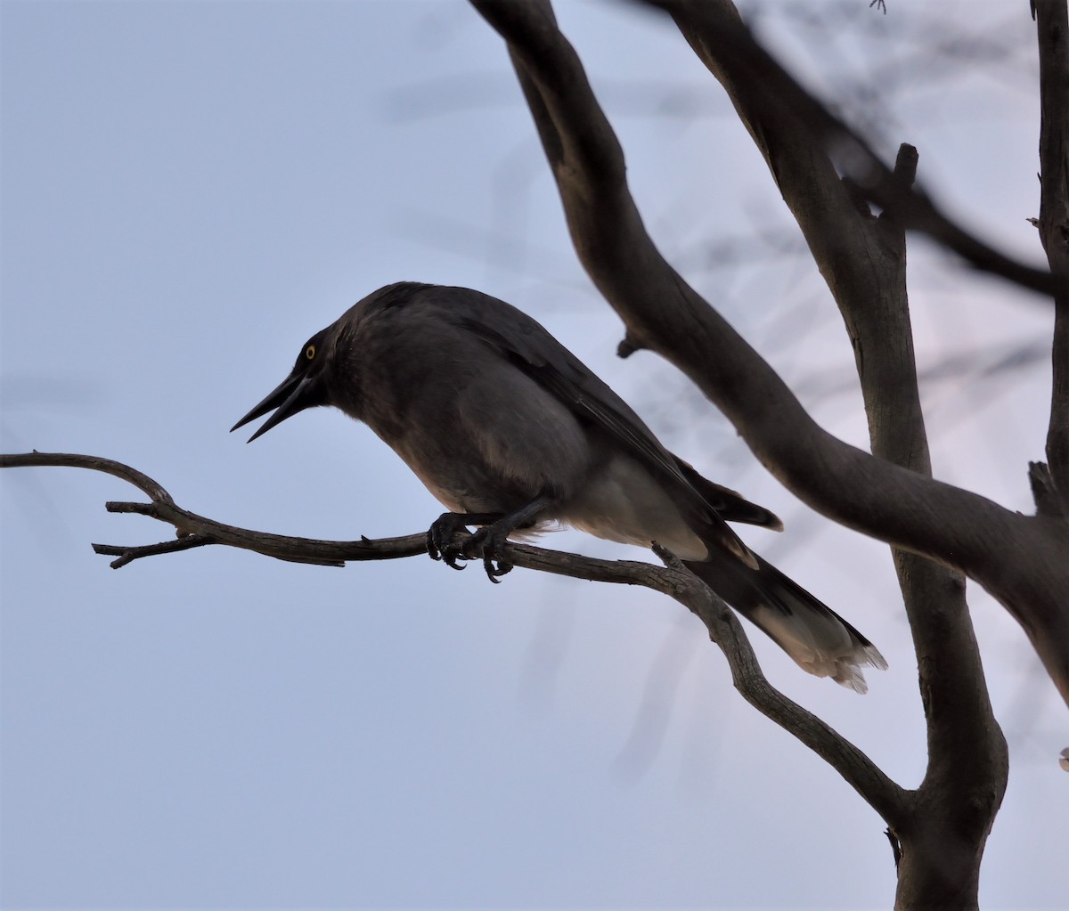 Gray Currawong - ML105227201