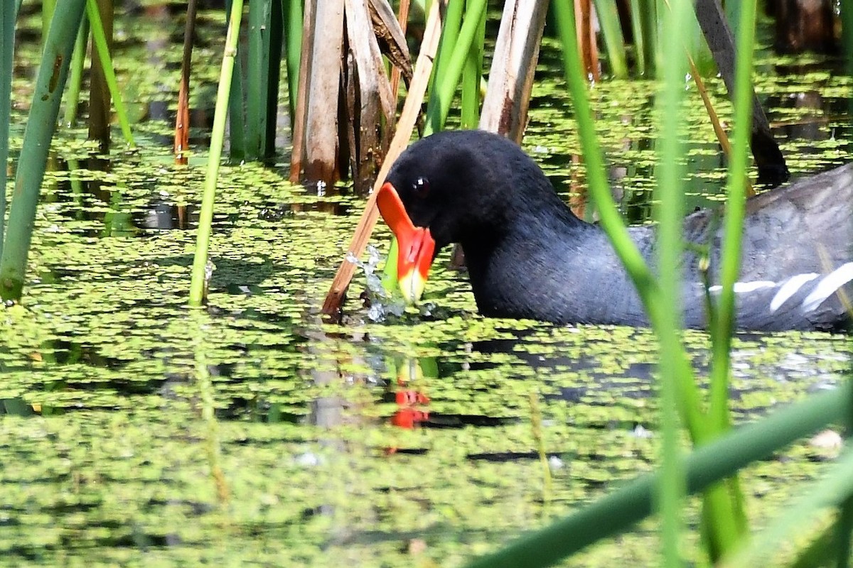 eBird Checklist - 22 Jun 2018 - 180th St. Marsh (Marshall's Marsh) - 65 ...