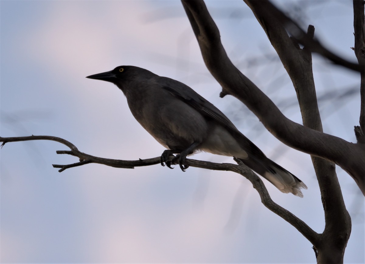 Gray Currawong - ML105227401