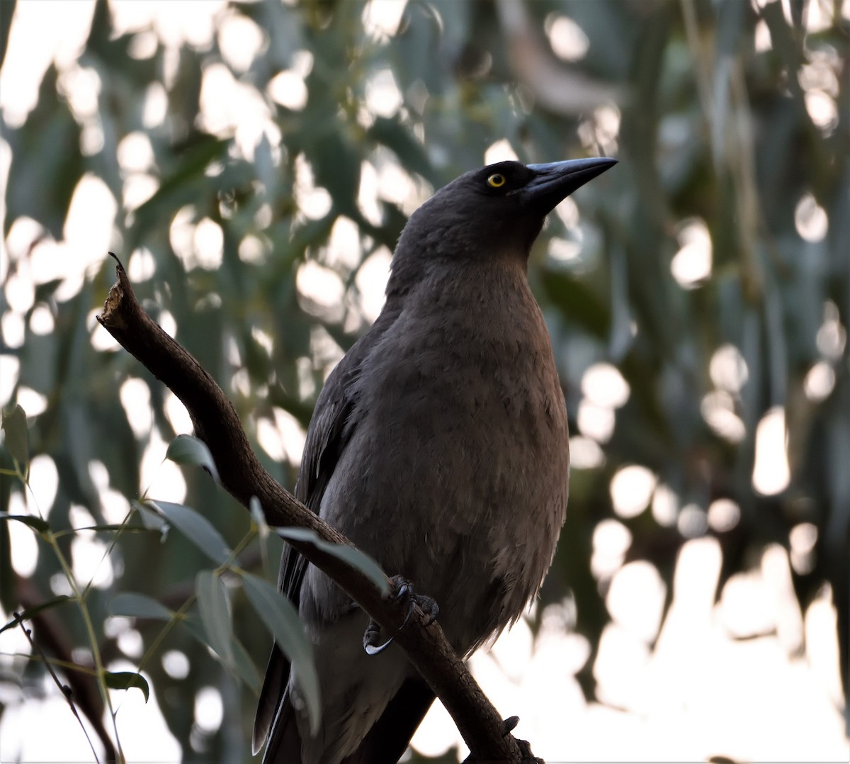 Gray Currawong - ML105227611