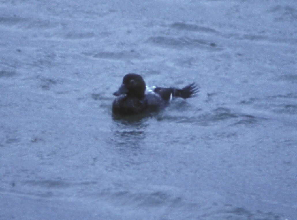 Steller's Eider - ML105228281