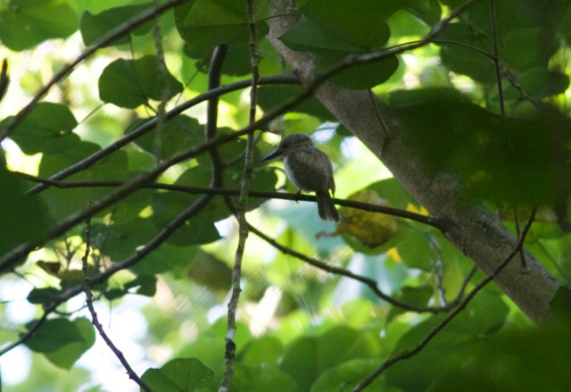 Society Kingfisher (Moorea) - ML105229391