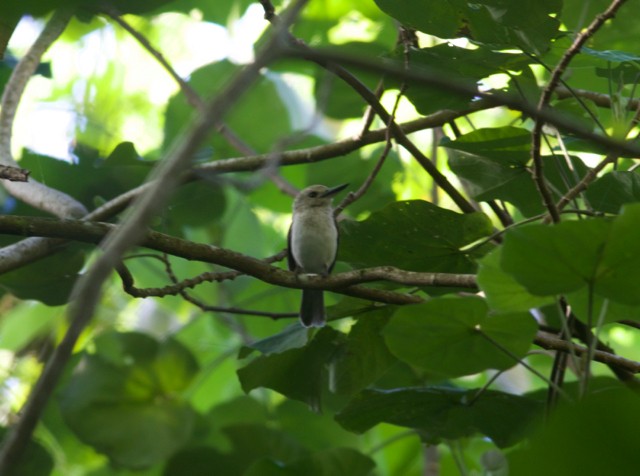 Society Kingfisher (Moorea) - ML105229411