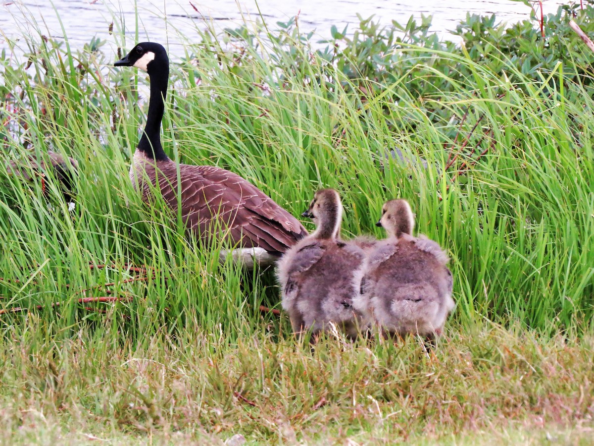 Canada Goose - Lynn Barber