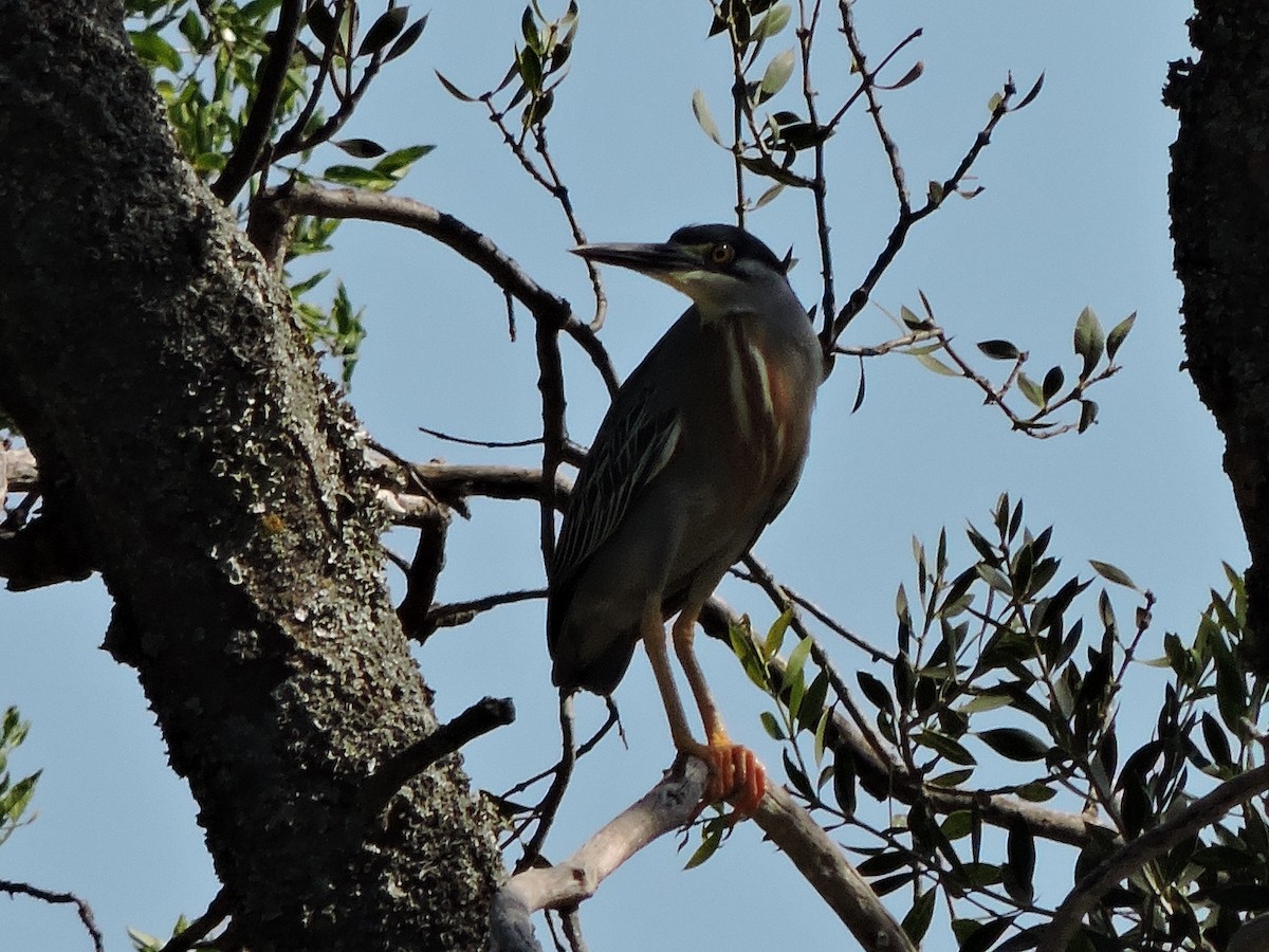 Striated Heron - ML105232451