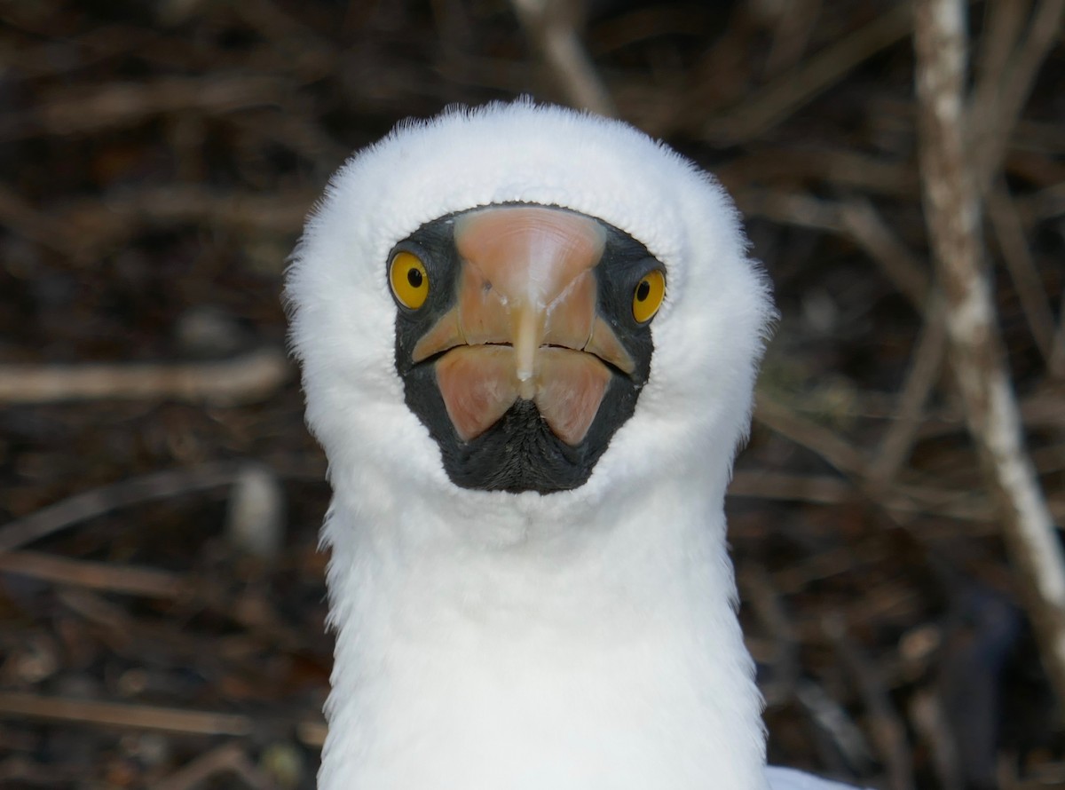 Nazca Booby - Greg Vassilopoulos