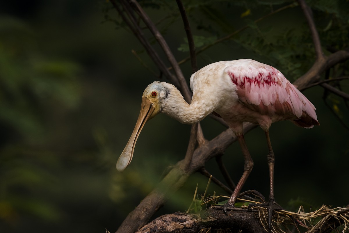 Roseate Spoonbill - ML105232931