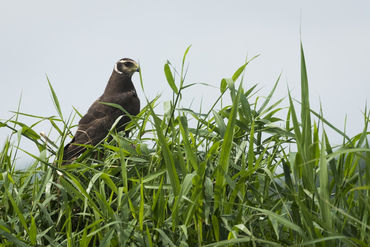 Long-winged Harrier - ML105232941