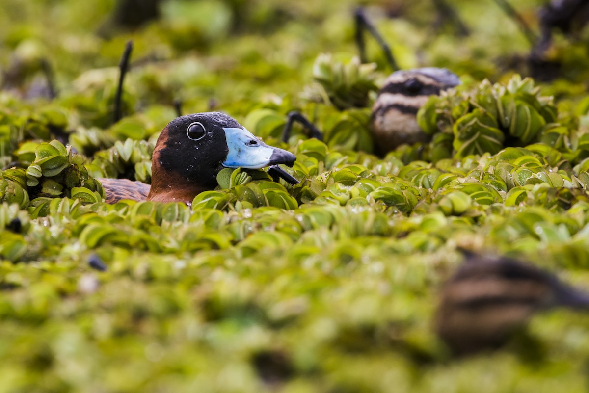 Masked Duck - ML105233051