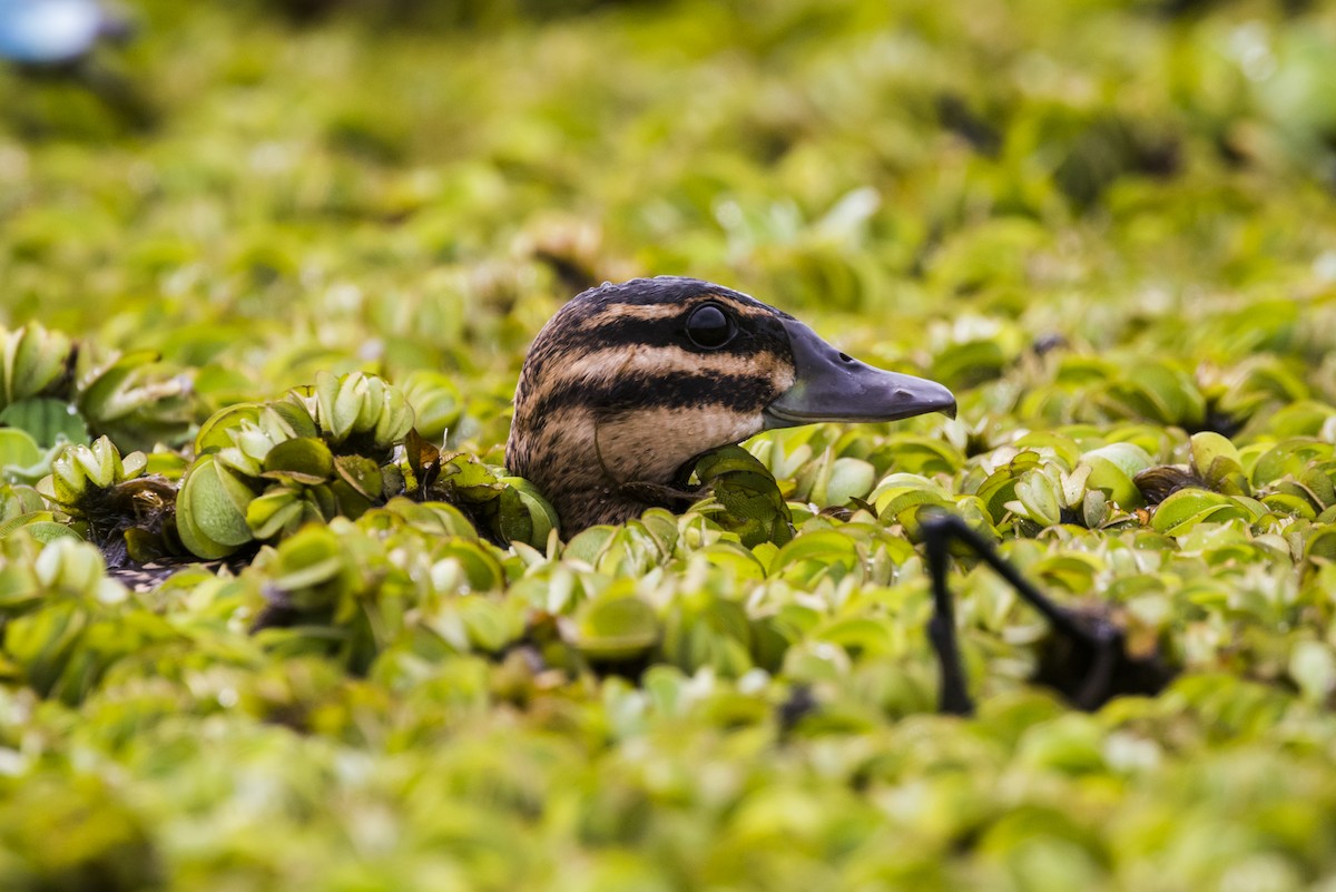 Masked Duck - ML105233091