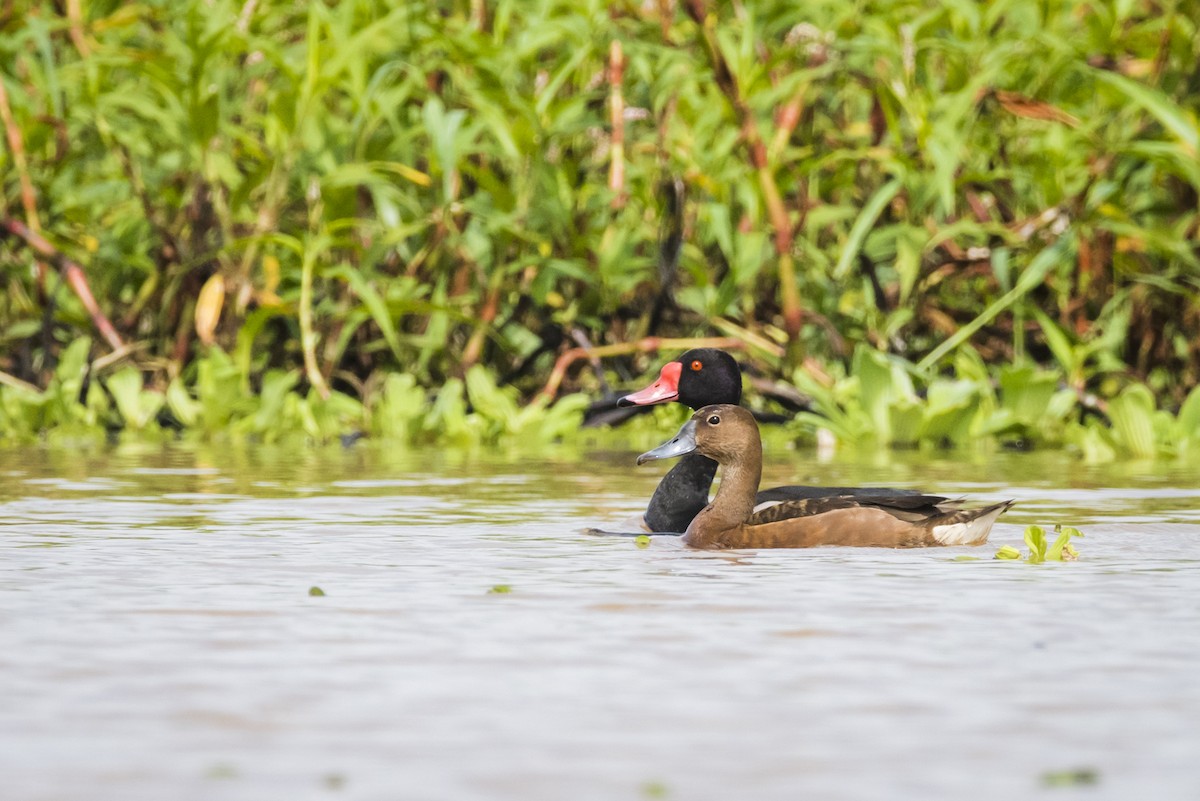 Rosy-billed Pochard - ML105233111