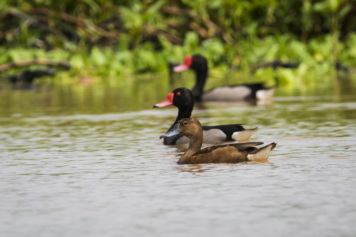 Rosy-billed Pochard - ML105233141