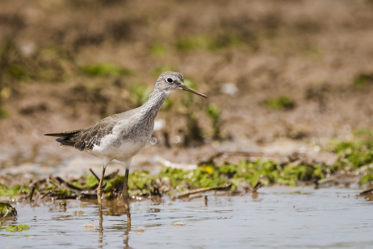 Lesser Yellowlegs - ML105233251