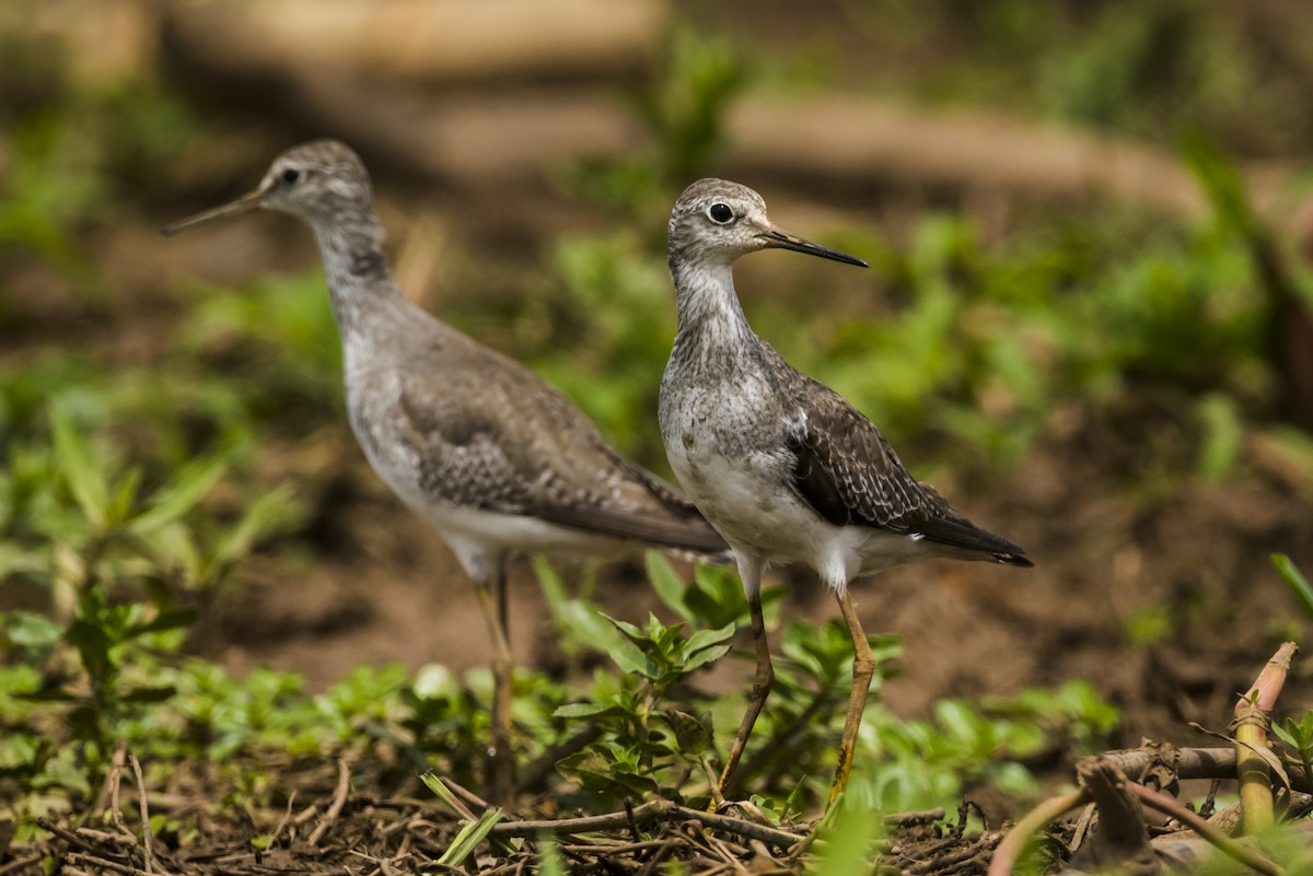 Lesser Yellowlegs - ML105233291