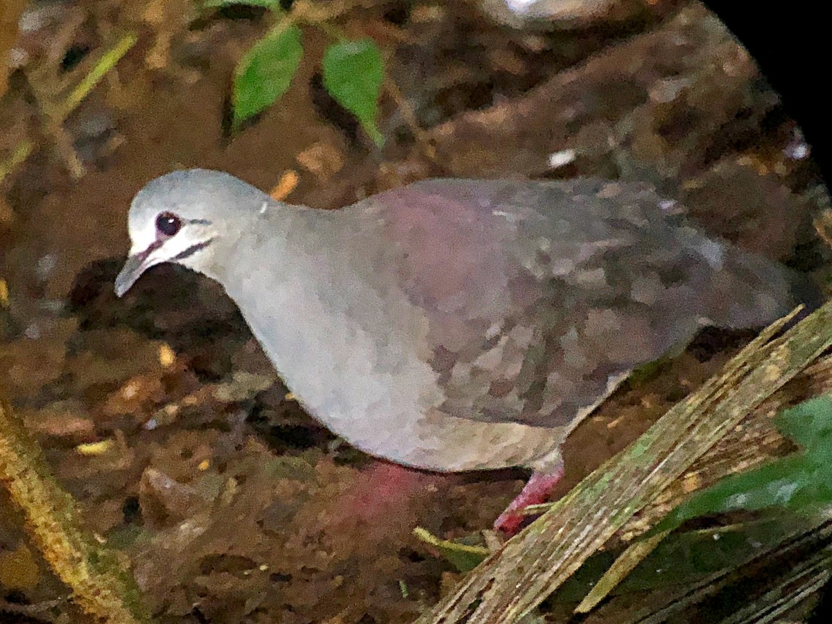 Purplish-backed Quail-Dove - Javier Antonio Pérez Chaves