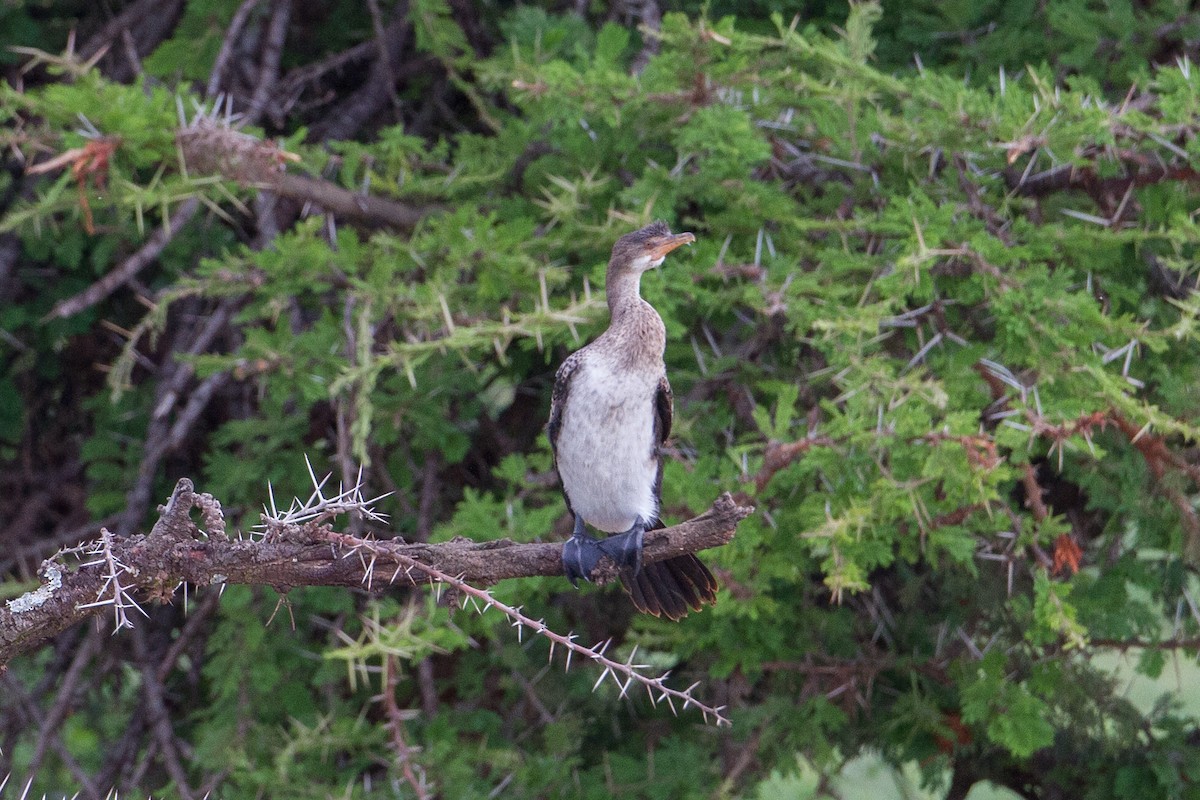 Cormorán Africano - ML105234291