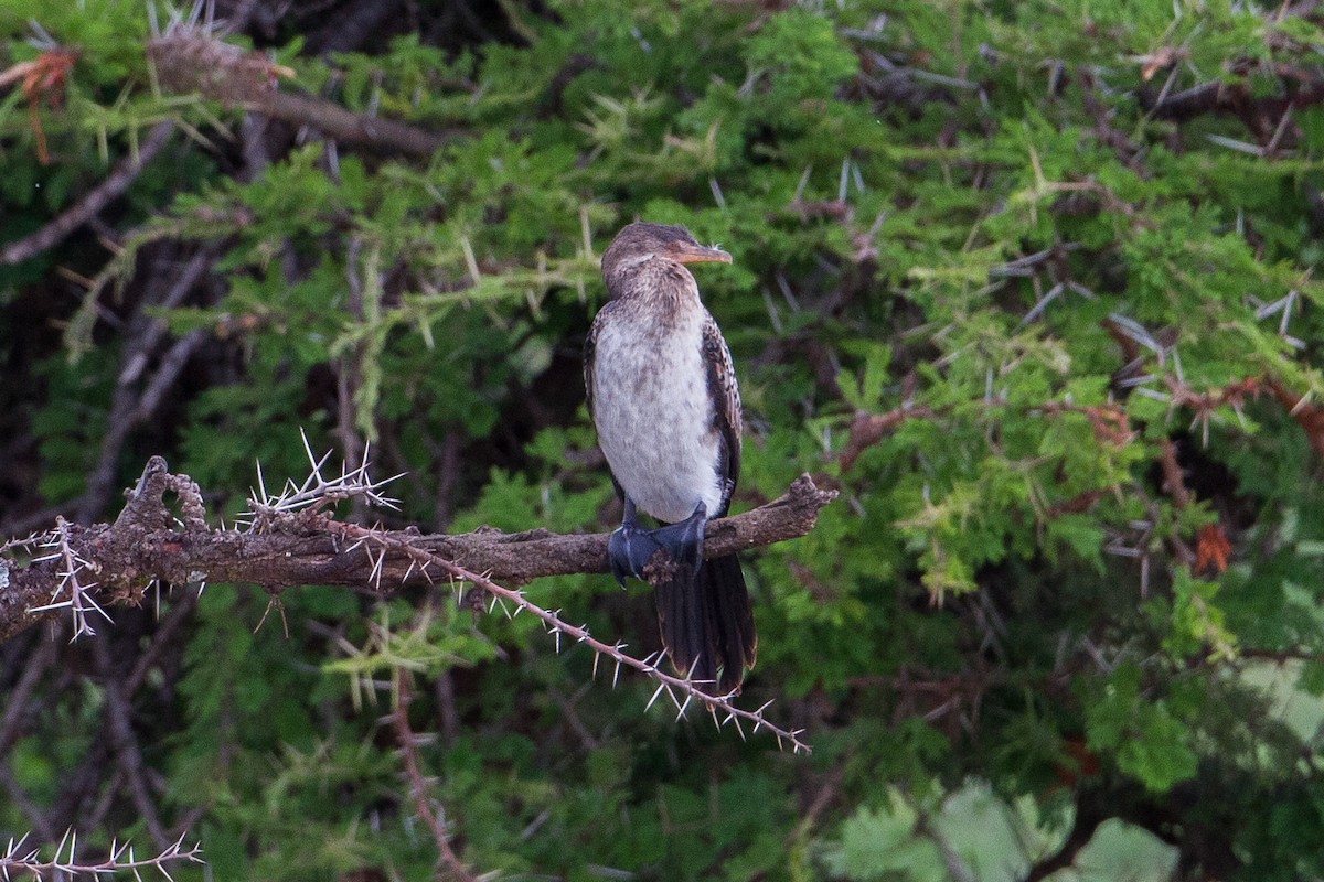 Long-tailed Cormorant - Chris Sayers