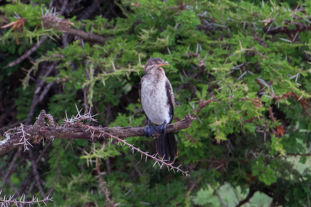 Long-tailed Cormorant - ML105234321