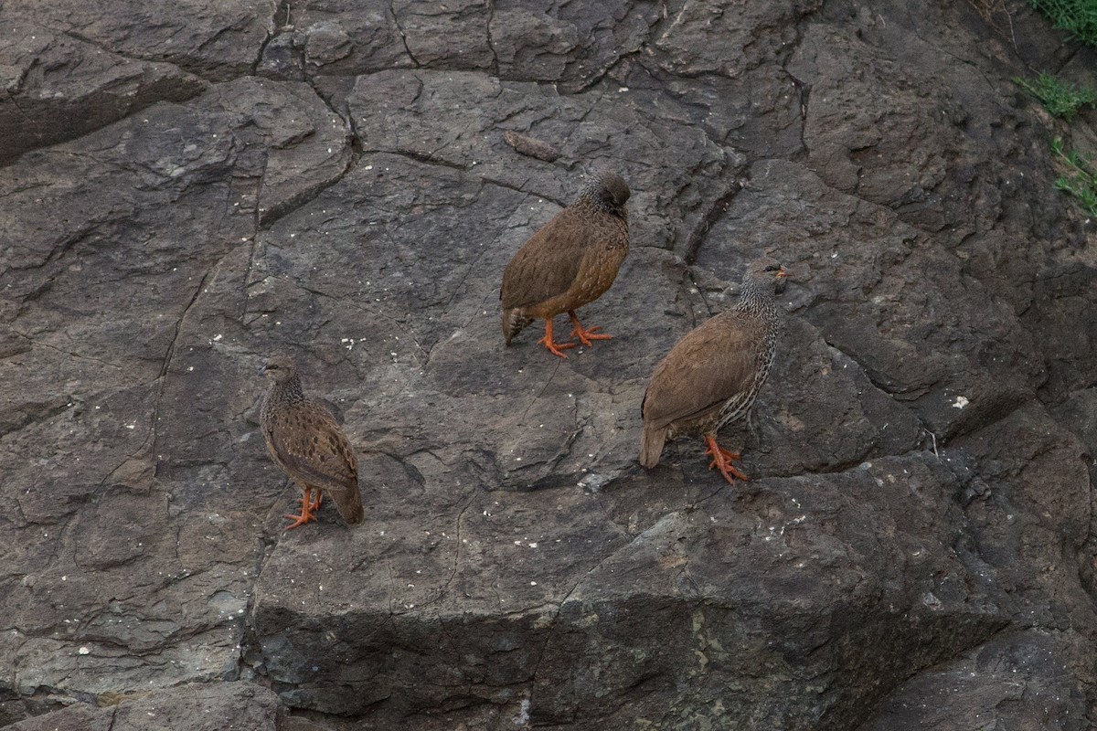 Hildebrandt's Spurfowl - ML105234771