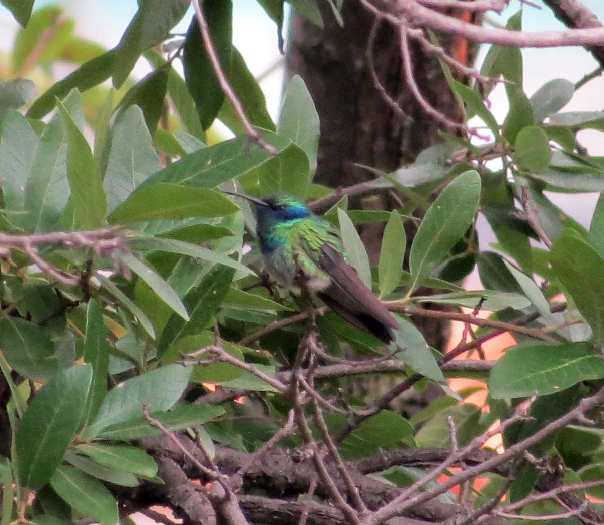 Colibrí Oreja Violeta Mexicano - ML105234801