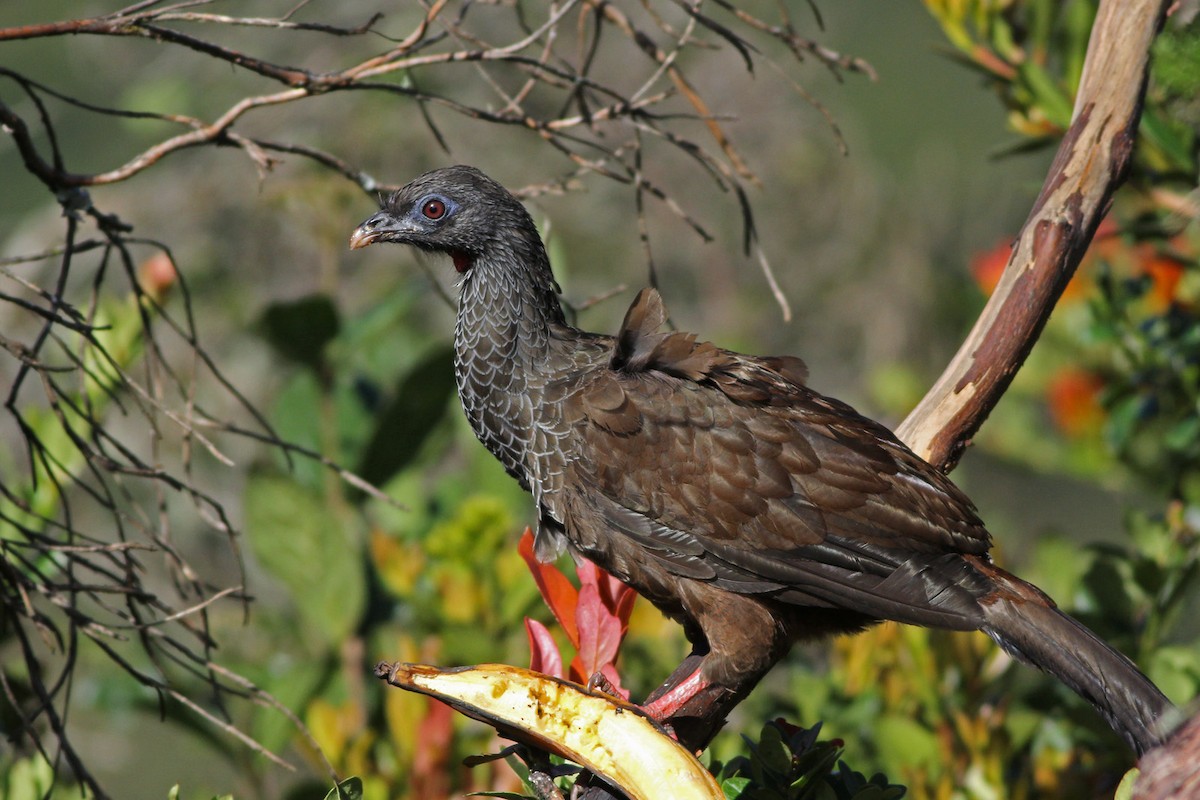 Andean Guan - ML105235441