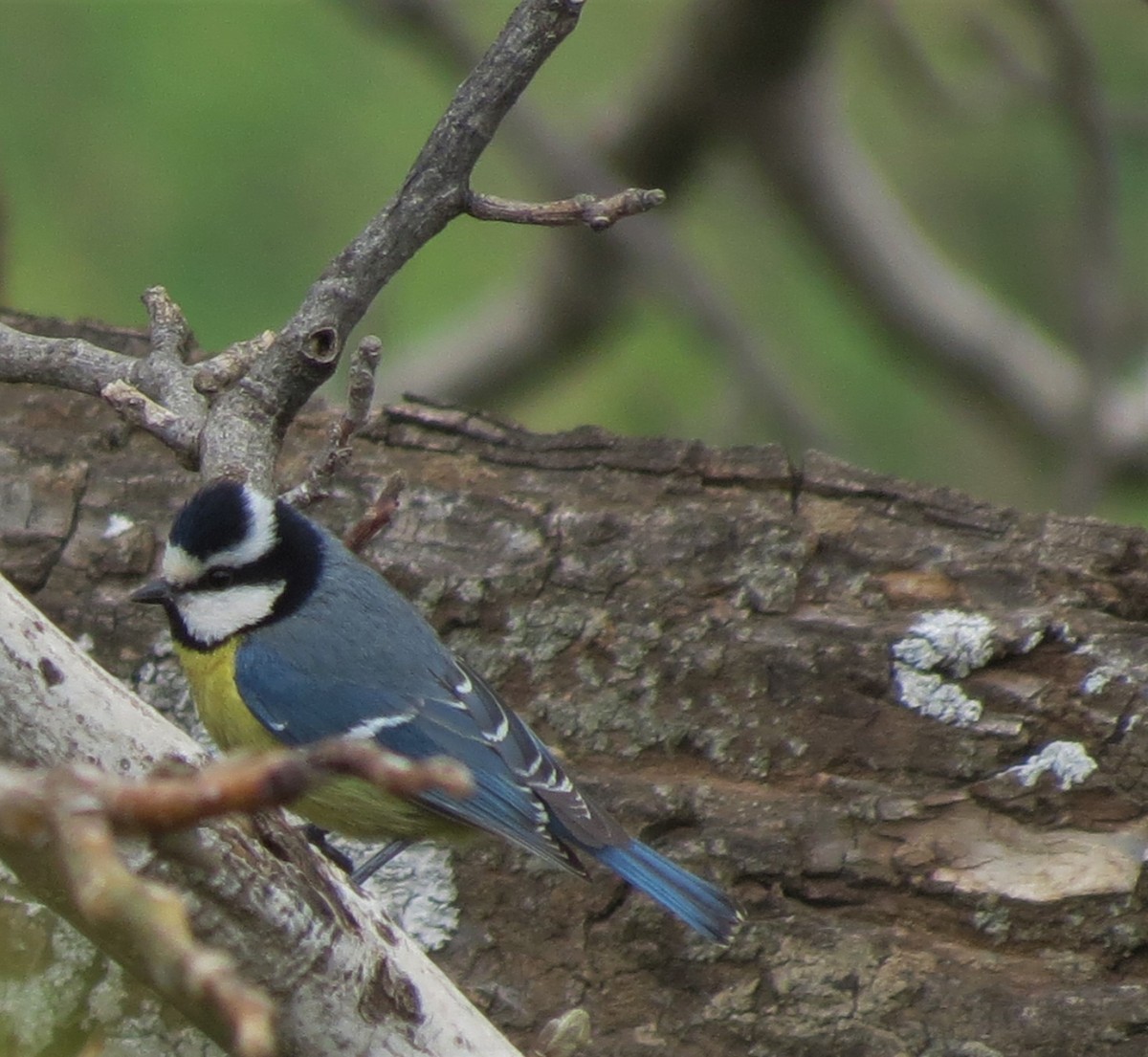 African Blue Tit - ML105236031