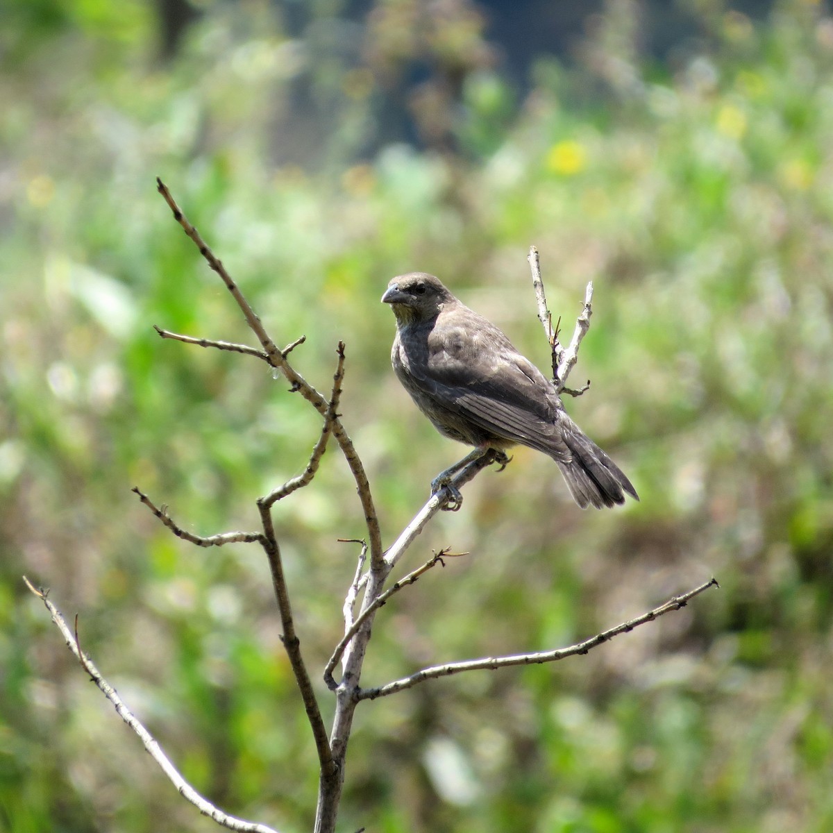 Bronzed Cowbird - ML105236591