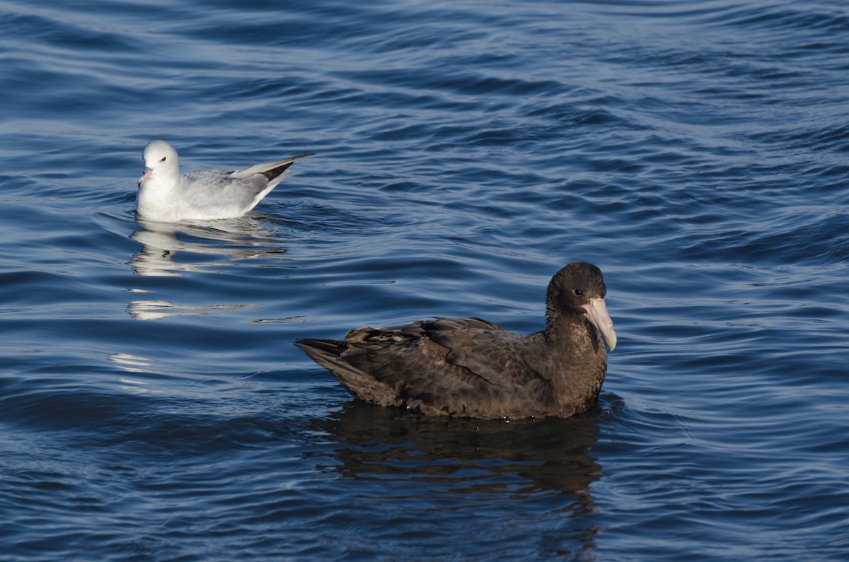 Fulmar argenté - ML105236691