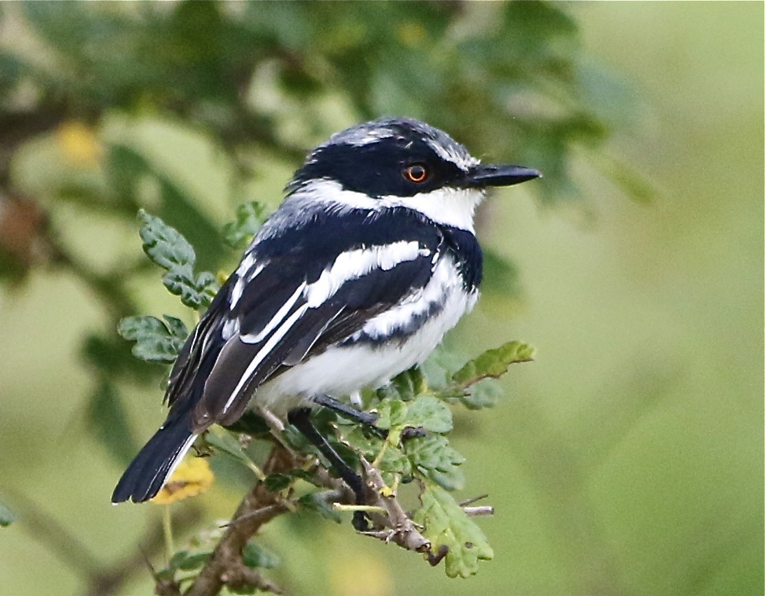 Pygmy Batis - Don Roberson