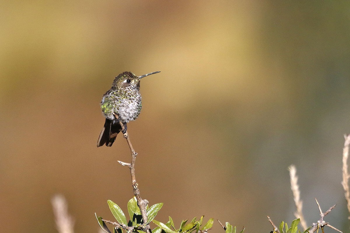 bronsehalekolibri - ML105240431