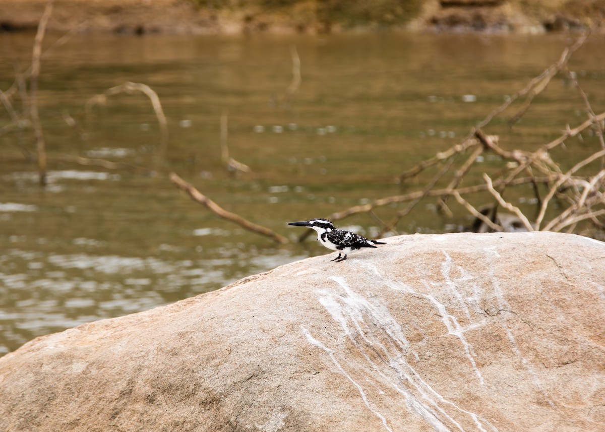 Pied Kingfisher - ML105240471