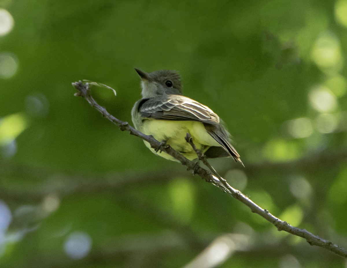 Great Crested Flycatcher - ML105240791
