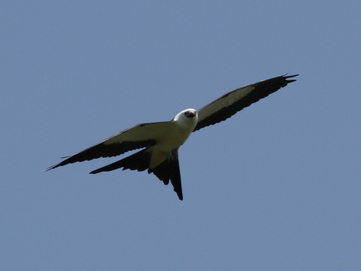 Swallow-tailed Kite - ML105242881