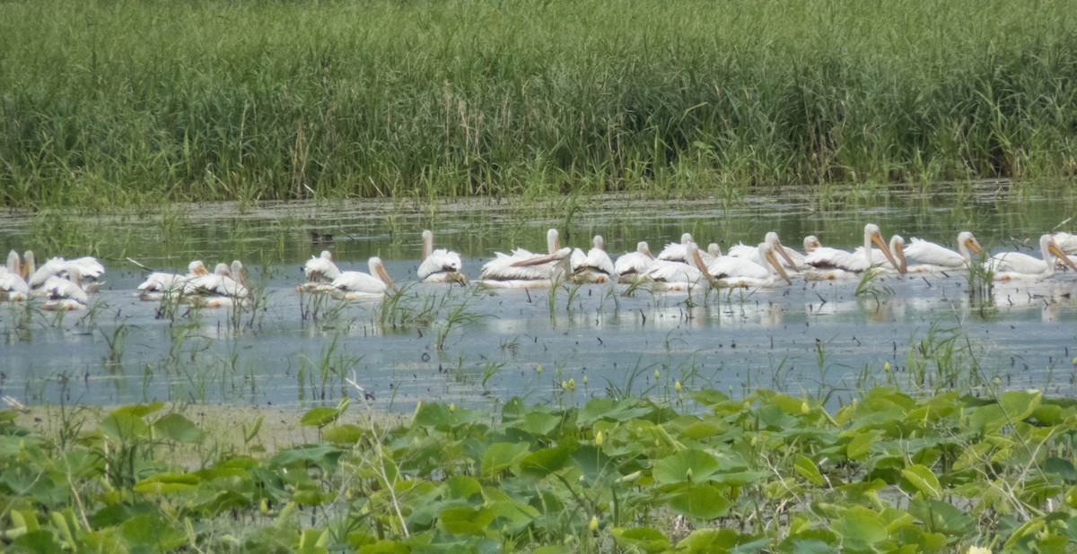 American White Pelican - Tom Nagel