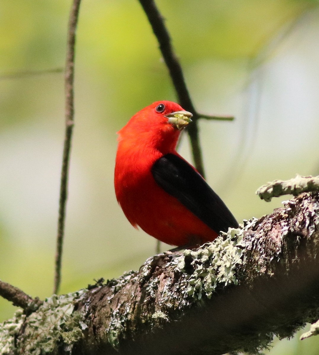 Scarlet Tanager - ML105243321