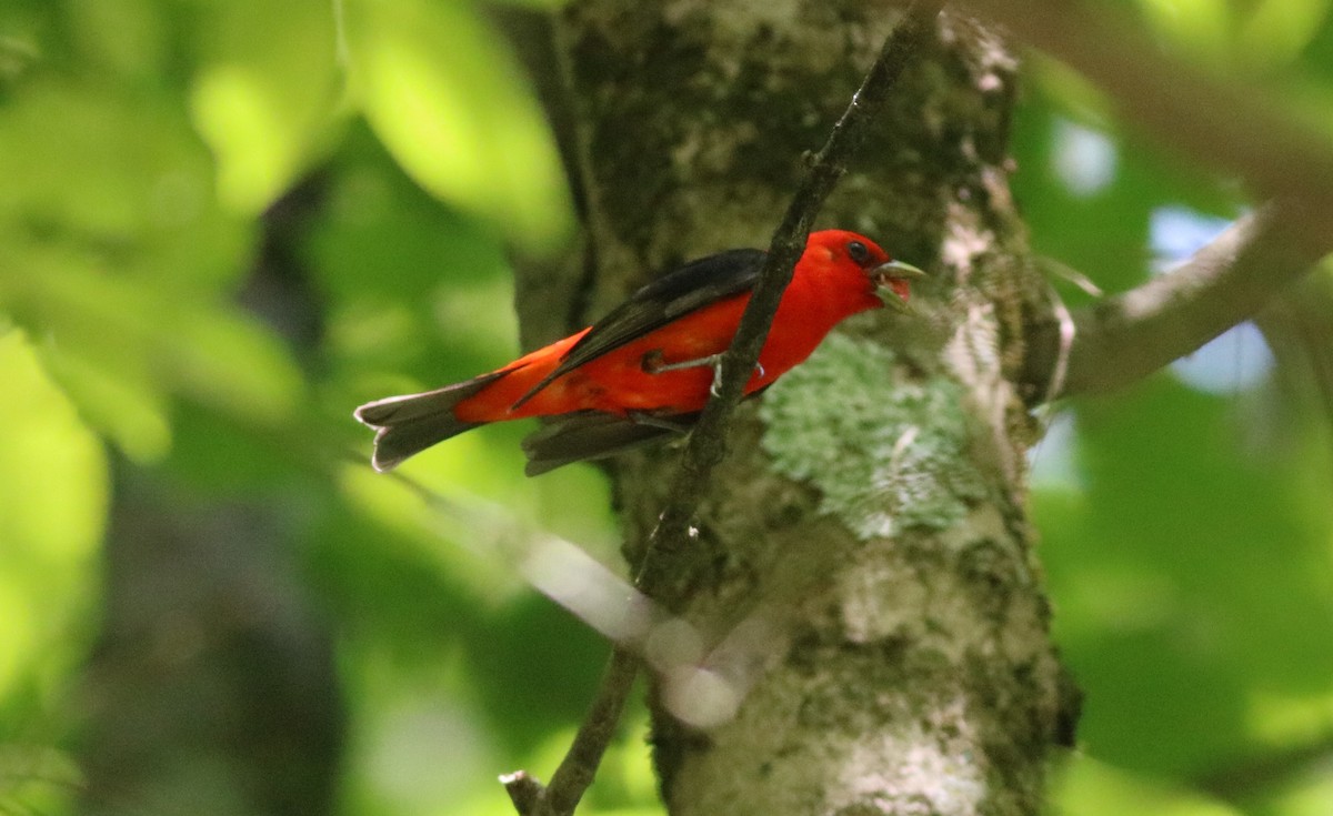 Scarlet Tanager - ML105243331