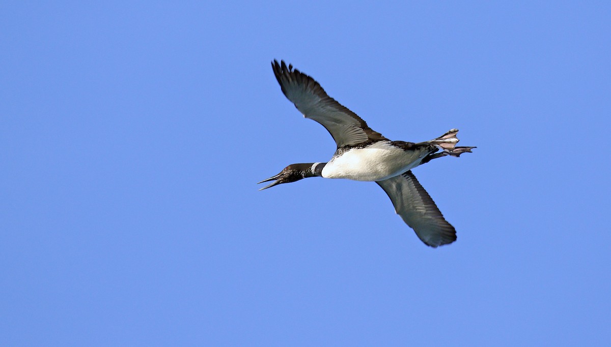 Plongeon huard - ML105244151