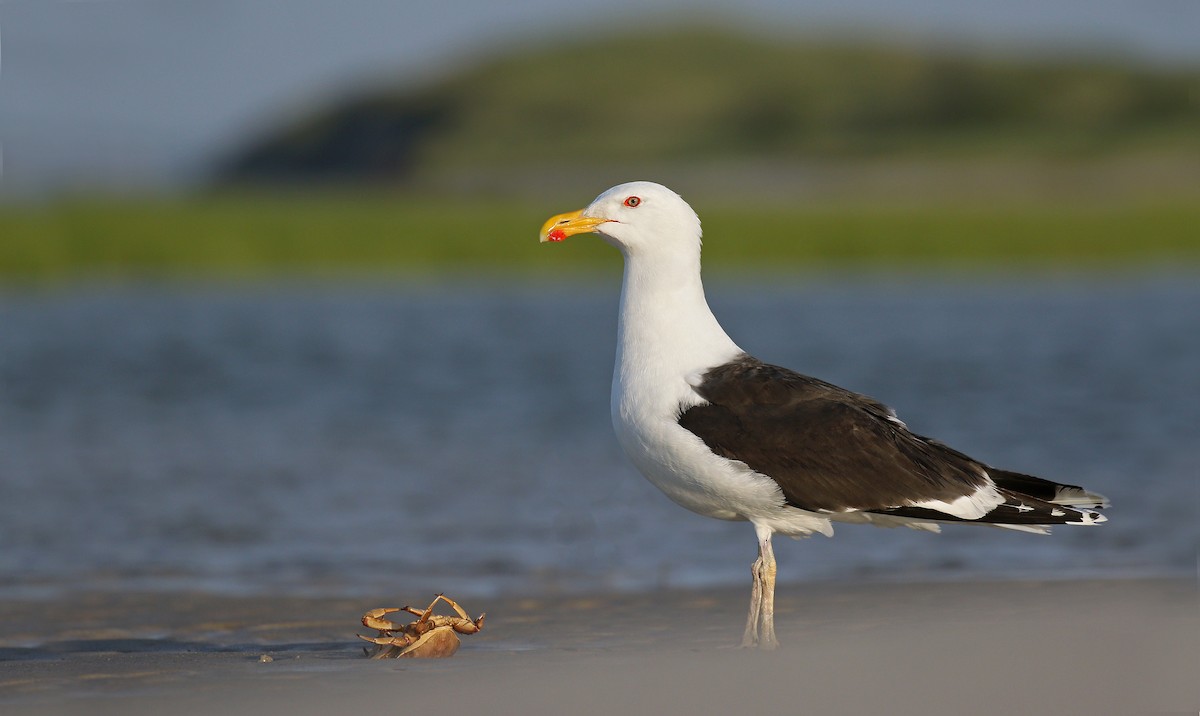 Great Black-backed Gull - ML105244651